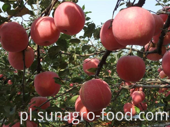 New Fuji apples for export